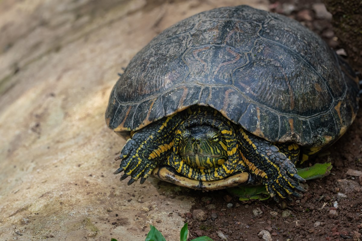 snake-necked turtles