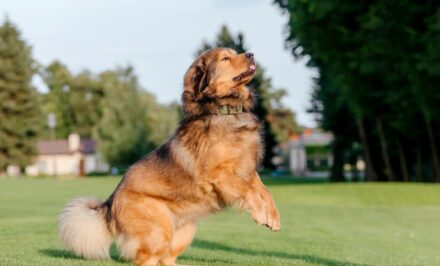 soin du Dogue du Tibet