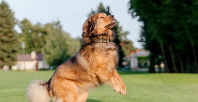 soin du Dogue du Tibet