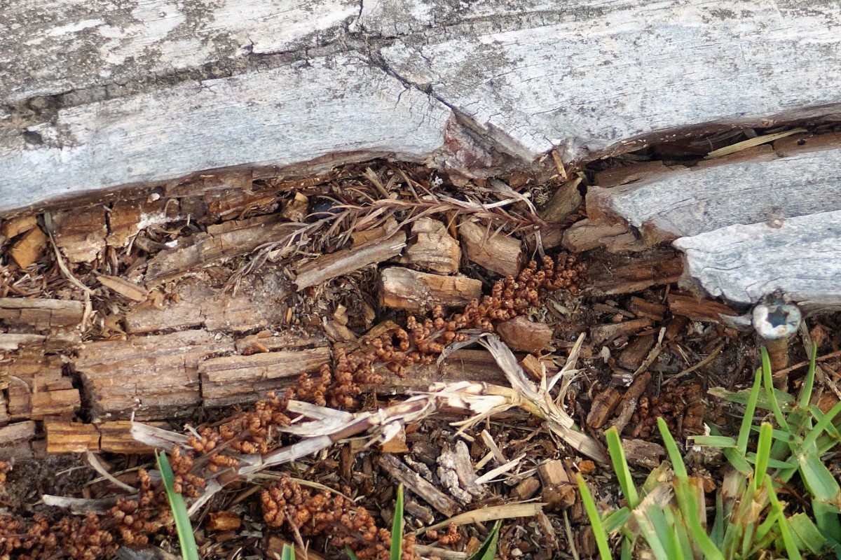 termites domestiques