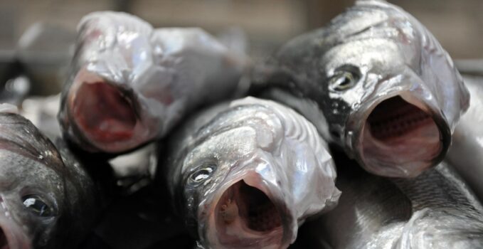 totoaba un poisson en péril