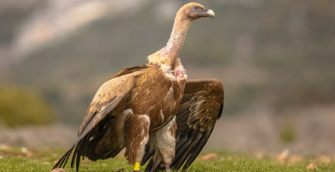 vautour africain Gyps africanus