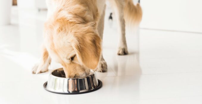 vermifuge pour les animaux