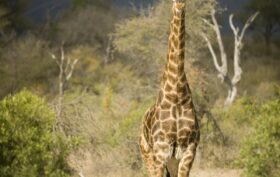 vertèbres cervicales chez la girafe