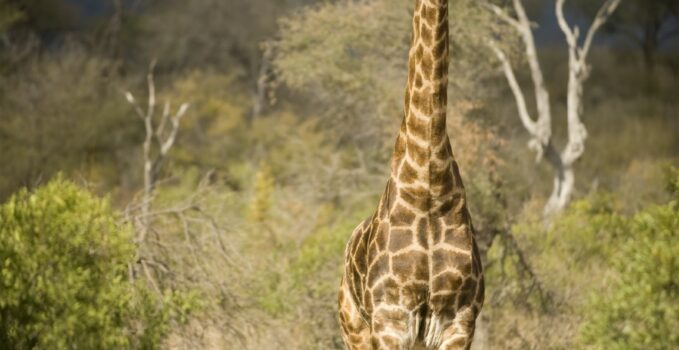 vertèbres cervicales chez la girafe