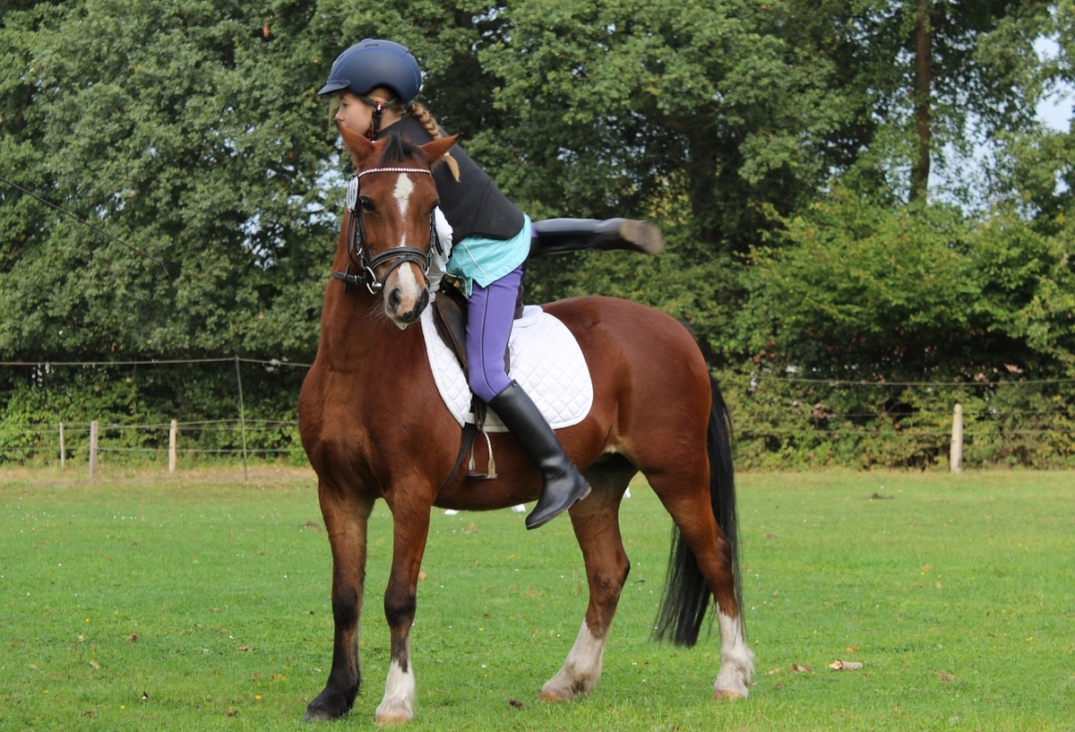 équitation apprenants