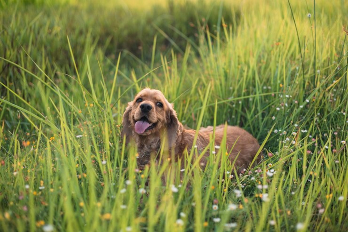 herbes toxiques chien