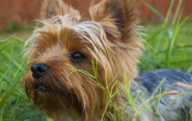 plantes nocive chien