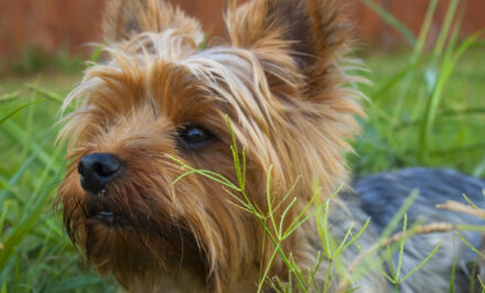 plantes nocive chien