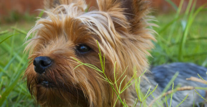 plantes nocive chien