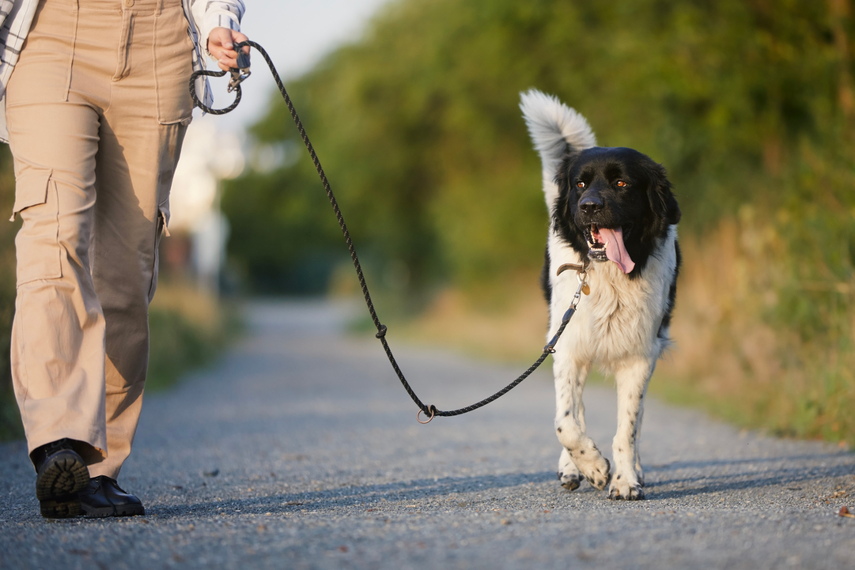 astuce chien