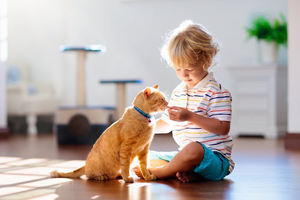 chat intérieur apaprtement