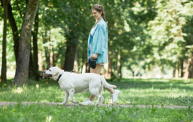 promenade chien