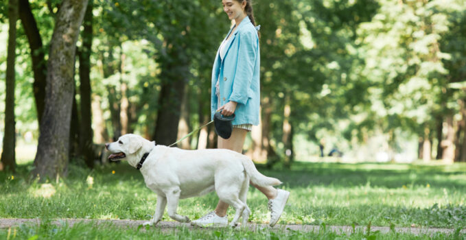 promenade chien