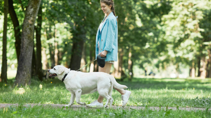 promenade chien