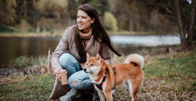 shiba inu en appartement