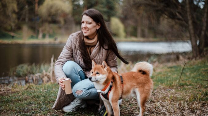 shiba inu en appartement