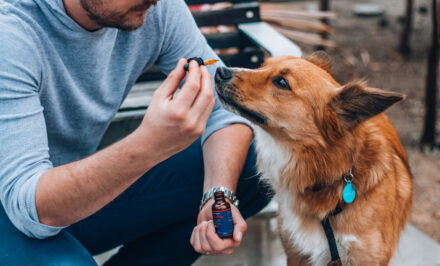 cbd pour chien