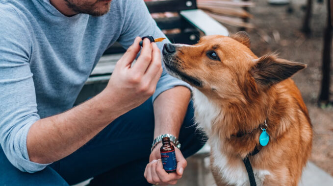 cbd pour chien