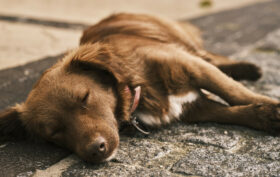 Comment bien choisir le panier pour chien idéal ?