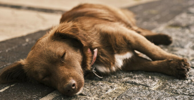 Comment bien choisir le panier pour chien idéal ?