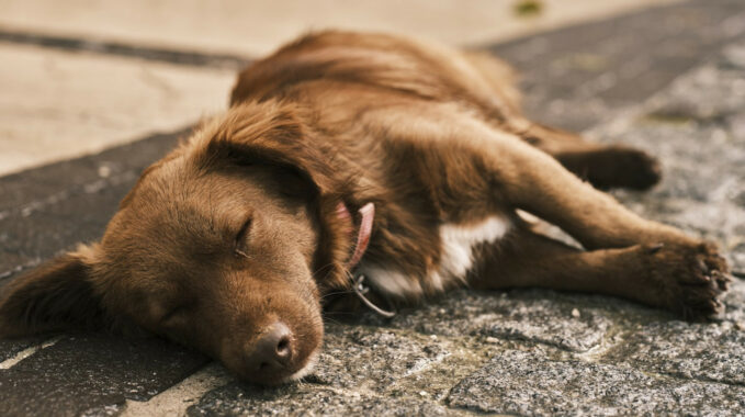 Comment bien choisir le panier pour chien idéal ?