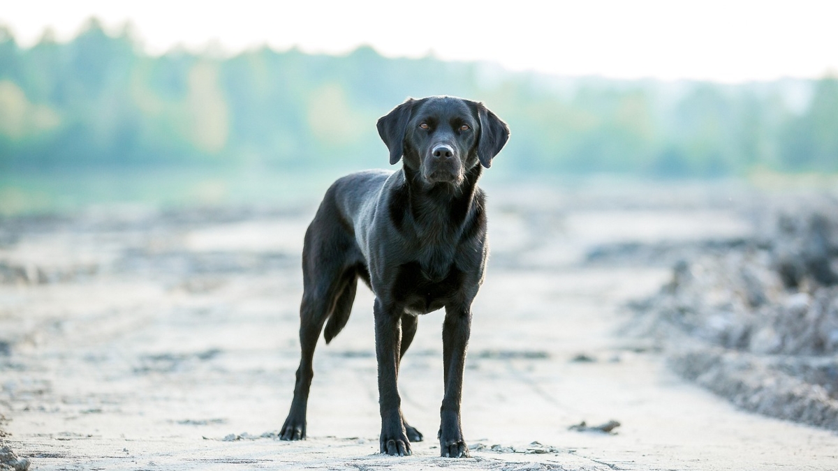 entretien labrador