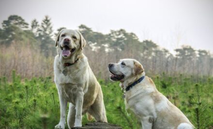 labrador retriever