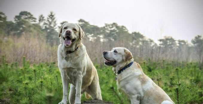 labrador retriever