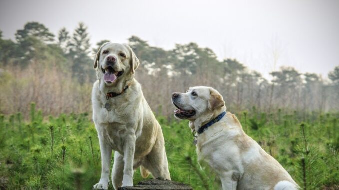 labrador retriever