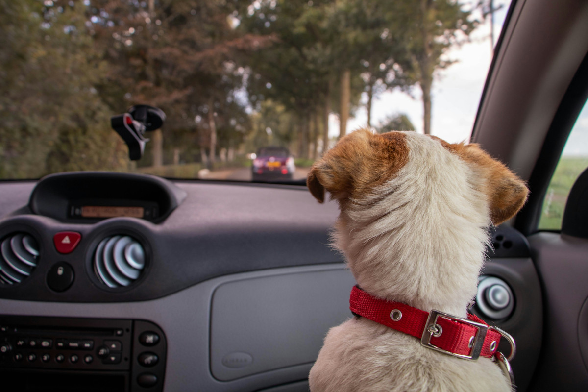 assurance animaux compagnie