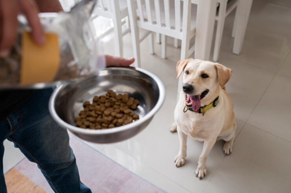 croquettes chien