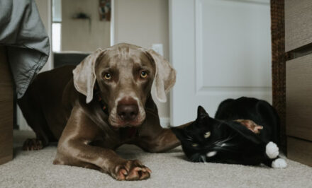 assurance santé chat