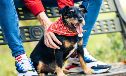 bandana pour chien