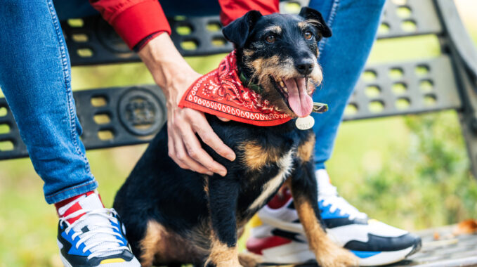 bandana pour chien