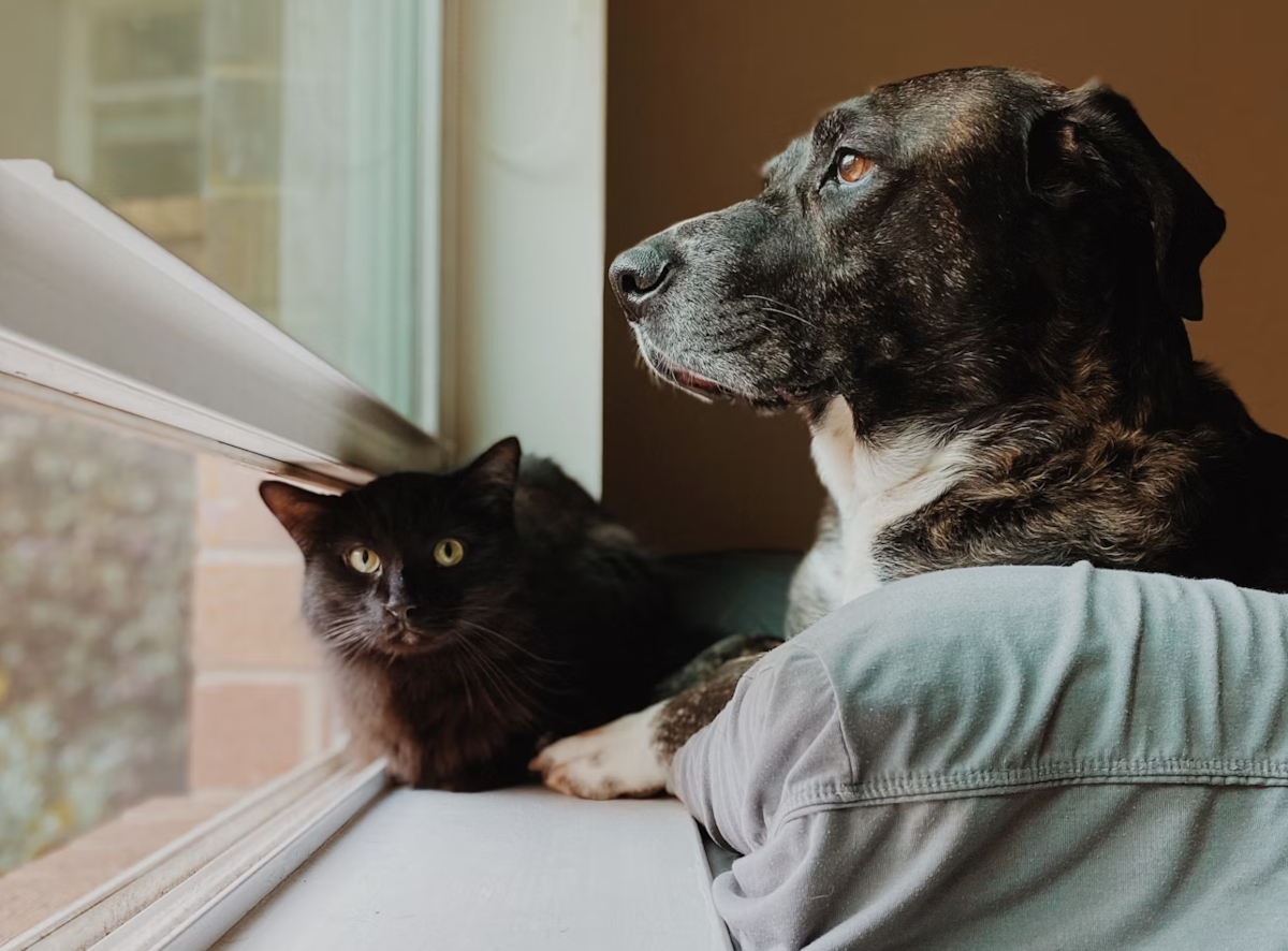 chiens intérieur