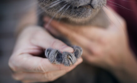 couper les griffes d'un chat