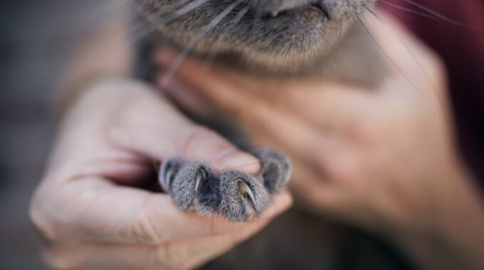 couper les griffes d'un chat