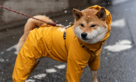 imperméable pour chien