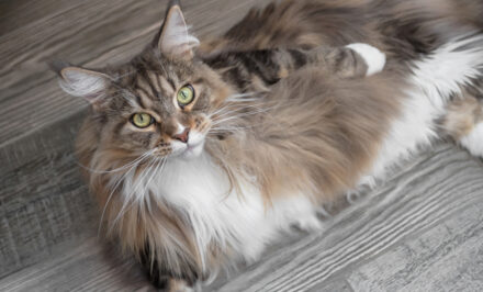 maine coons black smoke