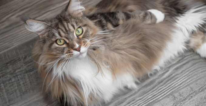 maine coons black smoke