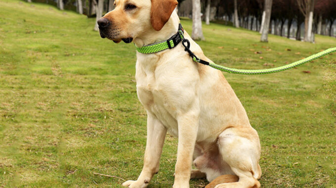 Labrador