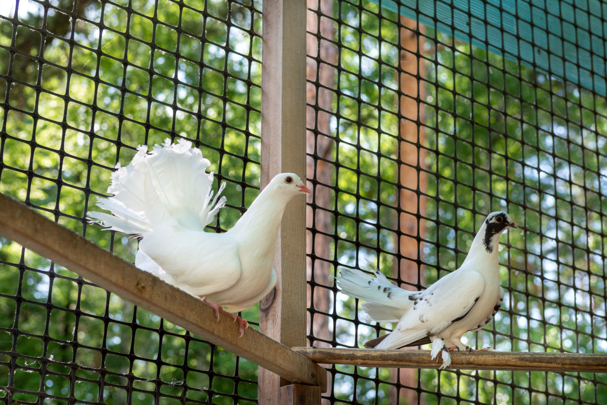 bien-être oiseaux